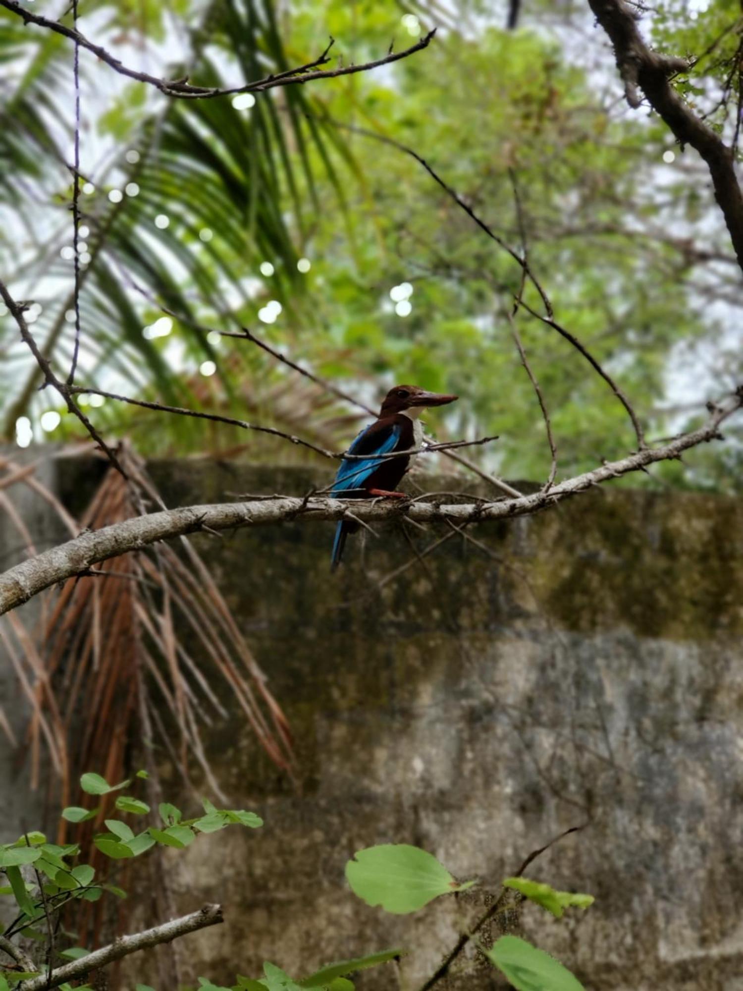 Clay Hut Village Polonnaruwa Eksteriør bilde