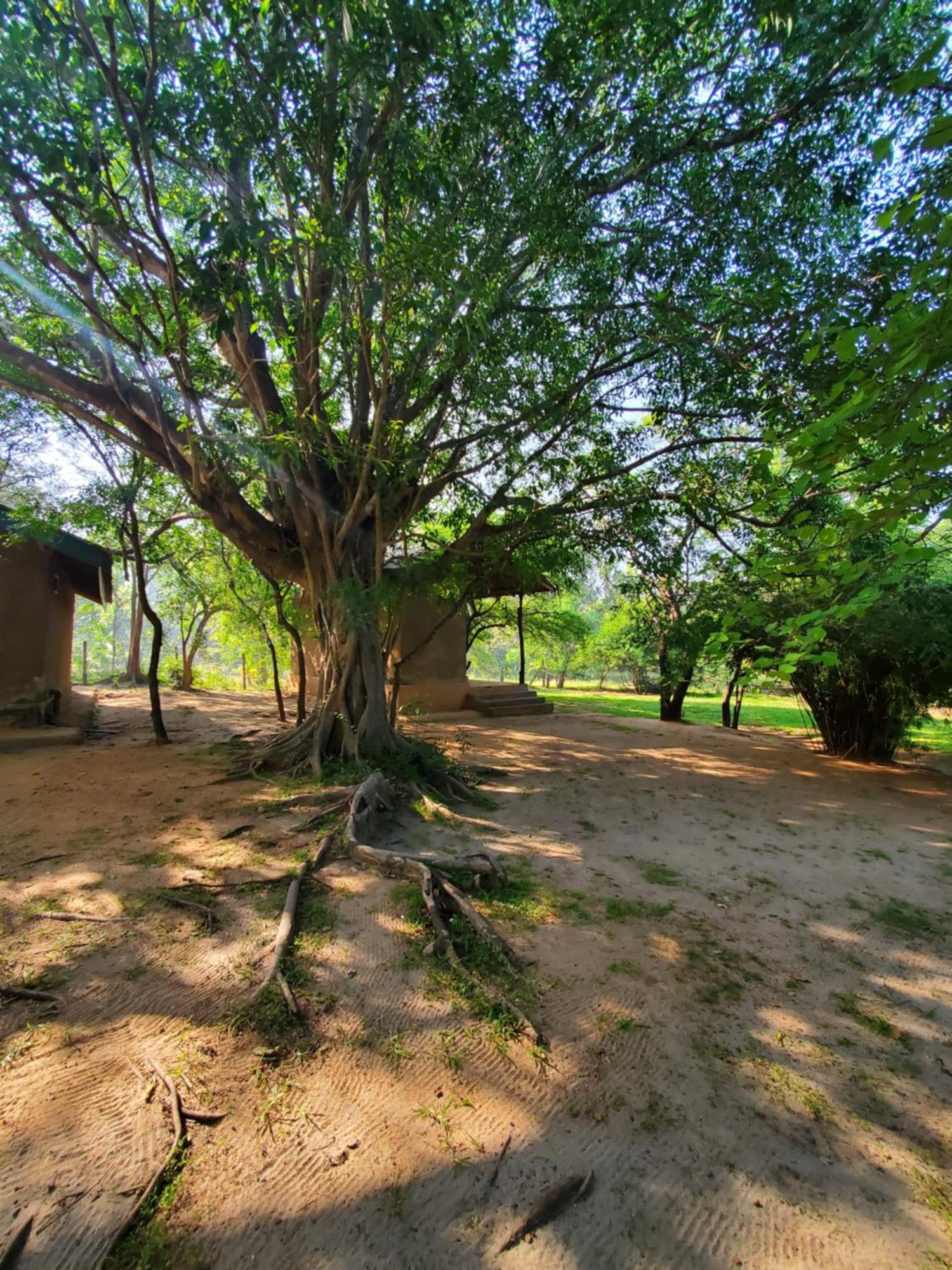 Clay Hut Village Polonnaruwa Eksteriør bilde