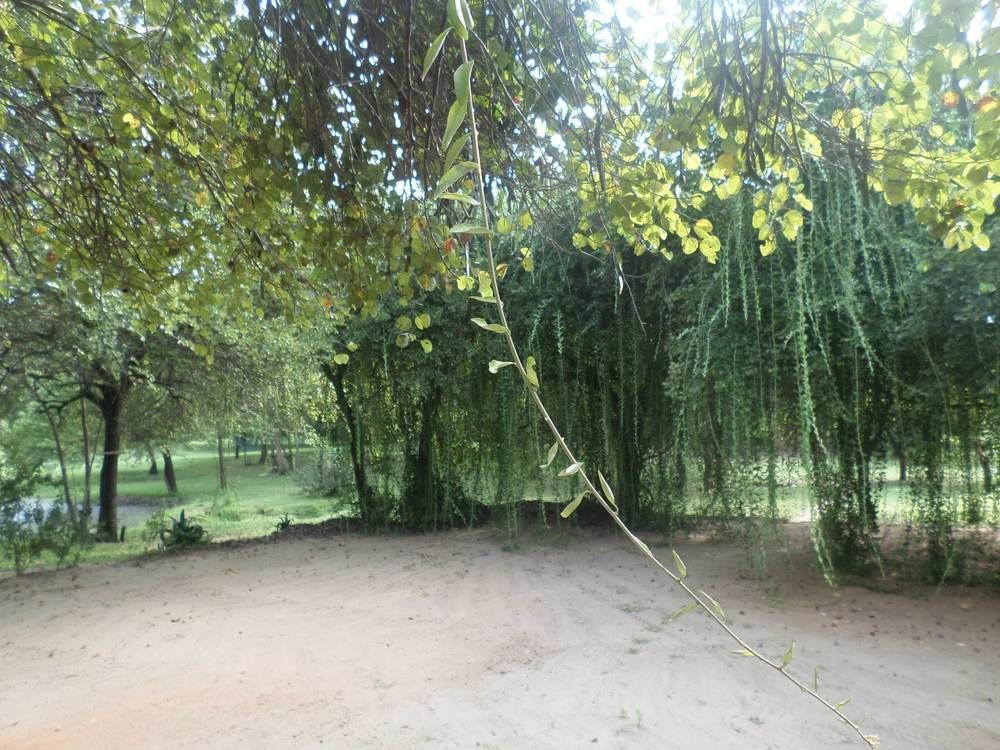 Clay Hut Village Polonnaruwa Eksteriør bilde